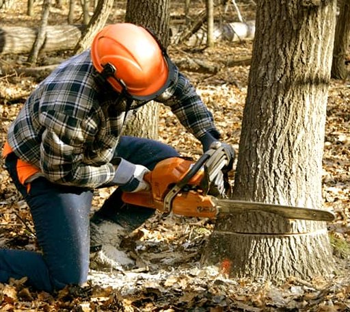 Tree Removal in Liebenthal, KS